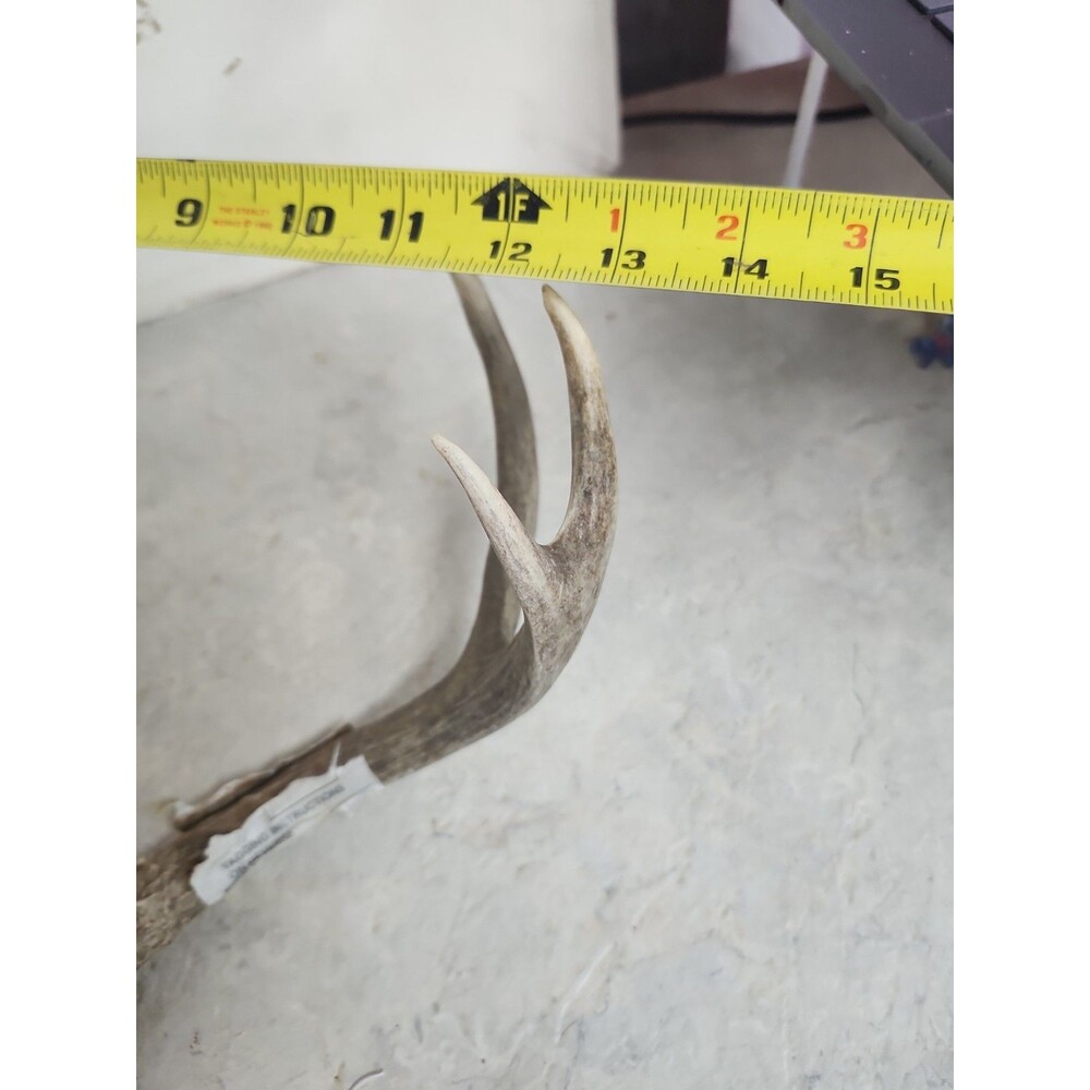 Deer Rack antler Pair With Skull Cap 6 Point - Picture 8 of 9